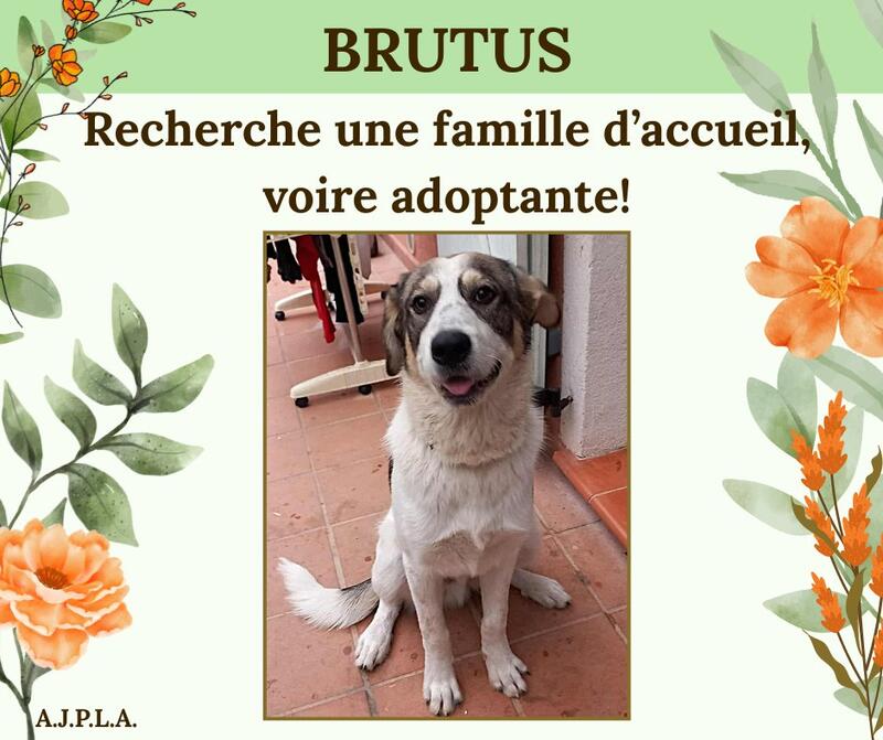 Illustration pour l'actualité Je m'appelle Butus, j'ai 7 mois !