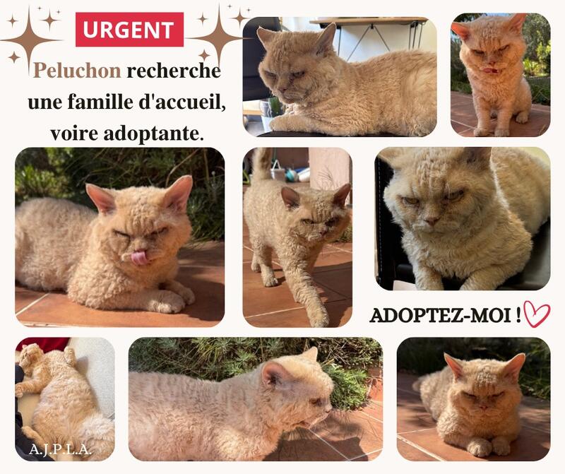 Illustration pour l'actualité Je m'appelle Peluchon, j'ai environ 4 ans!