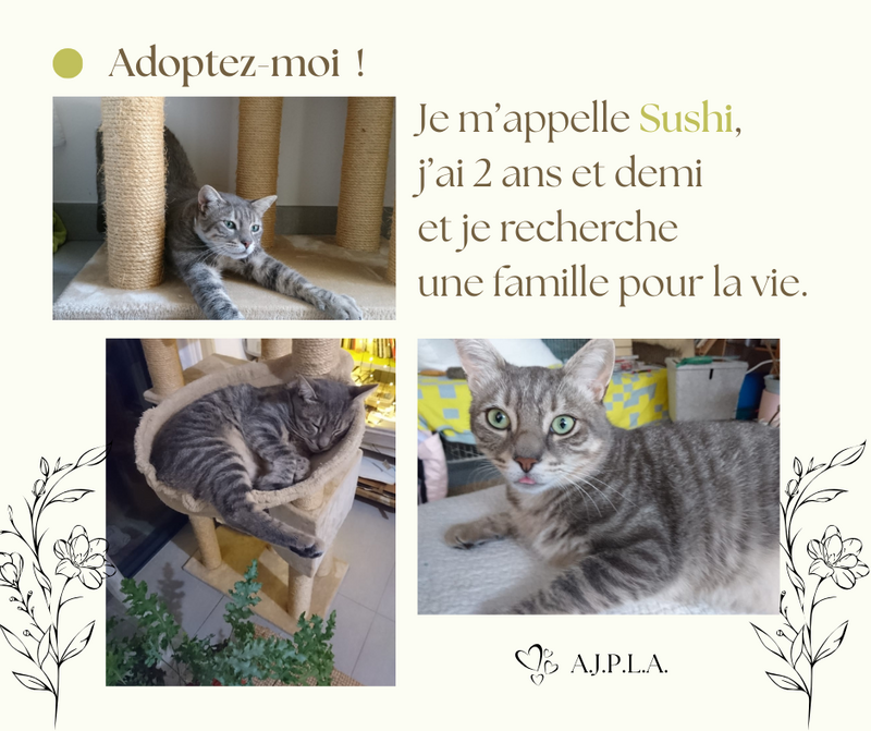 Illustration pour l'actualité SUSHI adorable matou de 2 ans et demi !