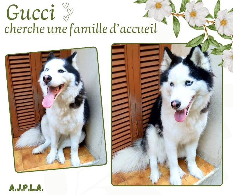 Illustration pour l'actualitรฉ Je m'appelle Gucci, j'ai 3 ans !