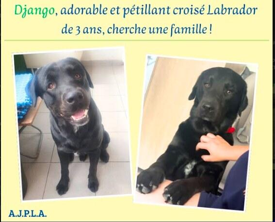 Illustration pour l'actualité Je m'appelle Django, j'ai 3 ans !